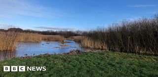 Calls for peat products ban to be sped up