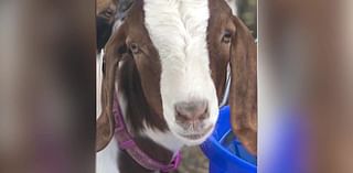 Family receives settlement after claiming sheriff’s office seized, butchered their goat