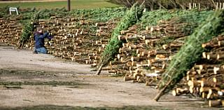 Will drought impact central Pa. Christmas tree sales, prices?