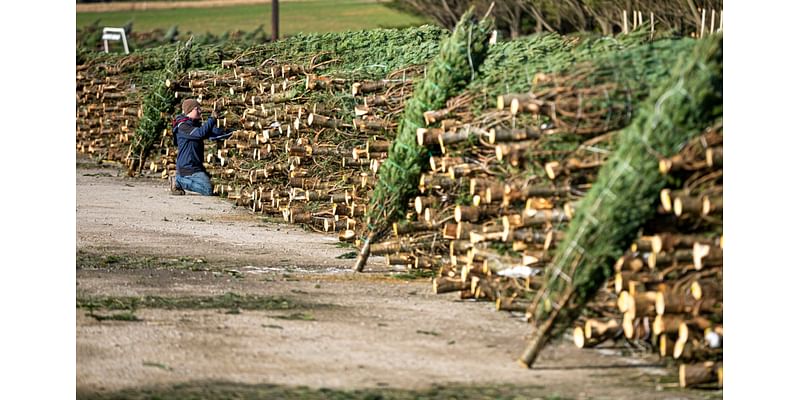 Will drought impact central Pa. Christmas tree sales, prices?