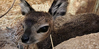 Brevard Zoo Welcomes New Female Calf Klipspringer at the Expedition Africa Loop