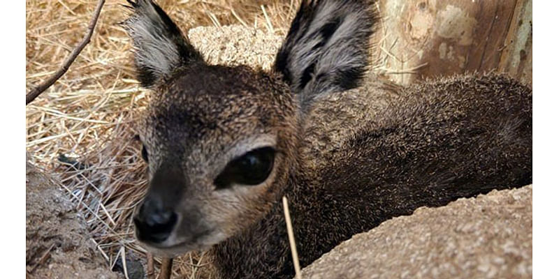 Brevard Zoo Welcomes New Female Calf Klipspringer at the Expedition Africa Loop