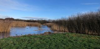 Calls for peat products ban to be sped up