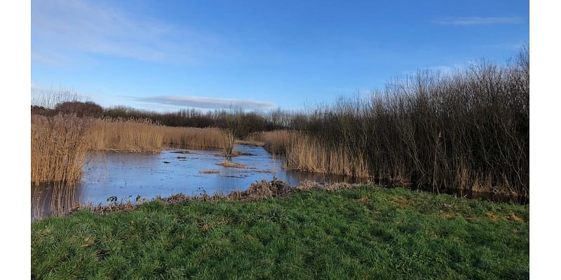 Calls for peat products ban to be sped up