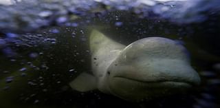 Offering a dose of healing, curious beluga whales frolic in a warming Hudson Bay