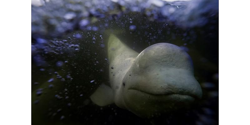 Offering a dose of healing, curious beluga whales frolic in a warming Hudson Bay