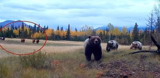 'Cautious eyes' focus on grizzly bear family in trail-cam footage