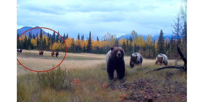 'Cautious eyes' focus on grizzly bear family in trail-cam footage