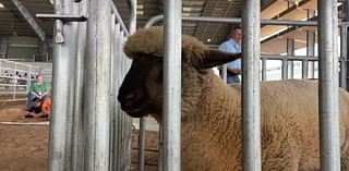 AG in the classroom teaches fourth graders about agriculture in the real world