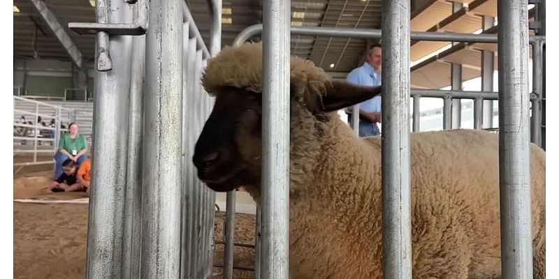 AG in the classroom teaches fourth graders about agriculture in the real world