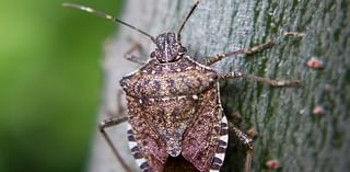 The Chinese stink bug set to ravage our gardens plants and crops