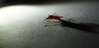 California scientists unlock new key to mosquito-borne disease spread