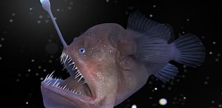 ANSWERS TO CORRESPONDENTS: How do deep-sea fish survive extreme pressure?