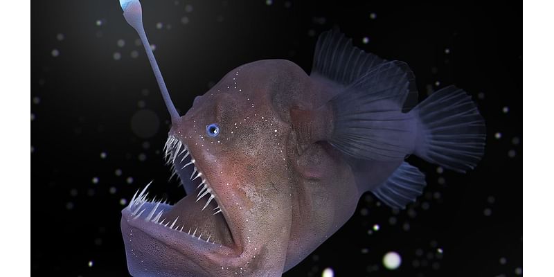 ANSWERS TO CORRESPONDENTS: How do deep-sea fish survive extreme pressure?