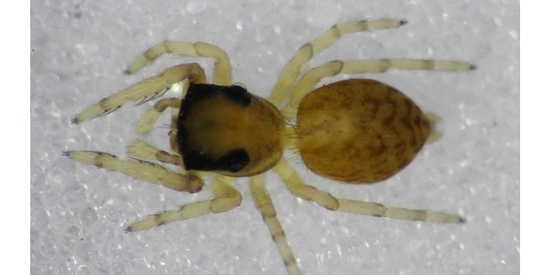 Urgent warning to Britons as more than 50 different species of spider are found in a nature reserve - including one that has NEVER been seen there before