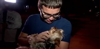 ‘I got my baby back’: Yorkie taken from Hialeah home returned to owner after video showed man picking up pet - WSVN 7News