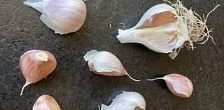 Garlic, winter beds Butte Garden Club topics