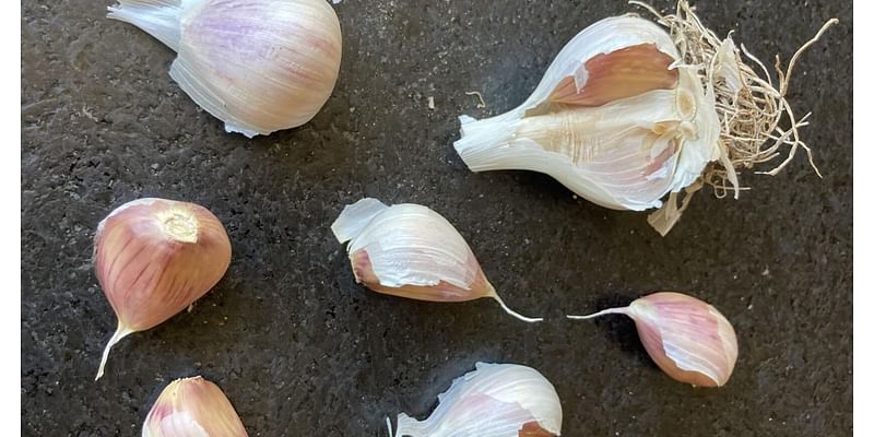 Garlic, winter beds Butte Garden Club topics