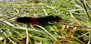 Woolly bear caterpillar: A predictor of winter weather or just a myth?