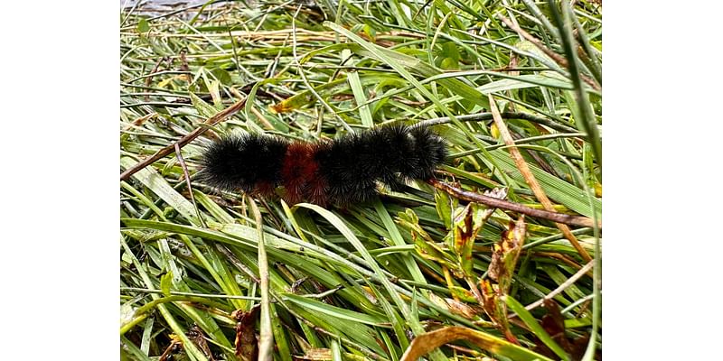 Woolly bear caterpillar: A predictor of winter weather or just a myth?