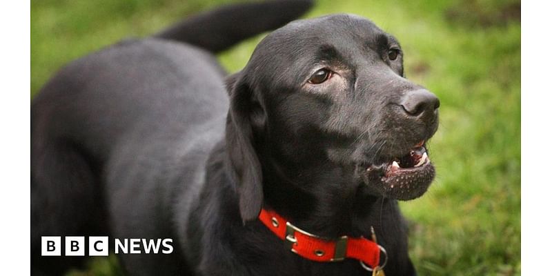 Deputy urges caution on law for tenants with pets in Jersey