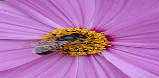 Daily Postcard: Close Up Of Bee Resting On Cosmos Flower