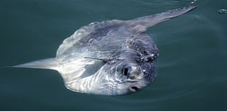 Giant, alien-looking fish washes ashore in Oregon — you won’t believe its size