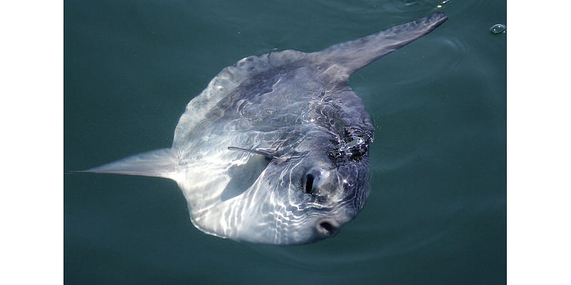 Giant, alien-looking fish washes ashore in Oregon — you won’t believe its size