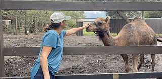 Tampa farm Horsepower for Kids & Animal Sanctuary to host annual Fall Fest