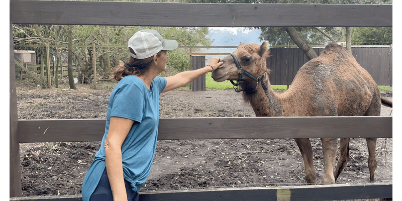 Tampa farm Horsepower for Kids & Animal Sanctuary to host annual Fall Fest