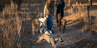 Minnetonka considers tightening dog leash rules