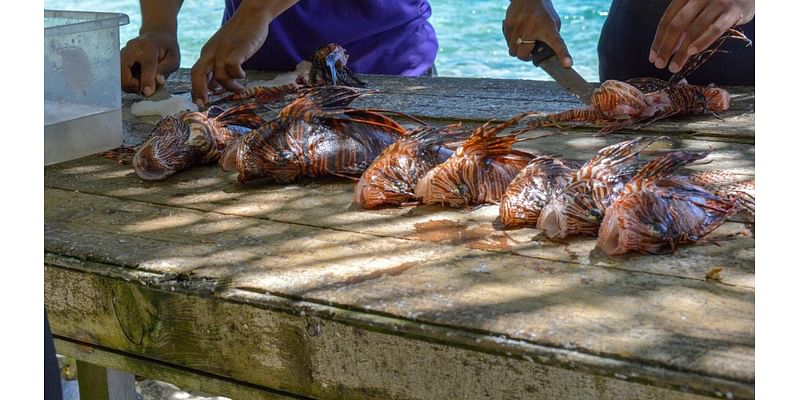 Chefs hunt and serve 'venomous' fish species capable of destroying ecosystems: 'They're invasive ... they're delicious'