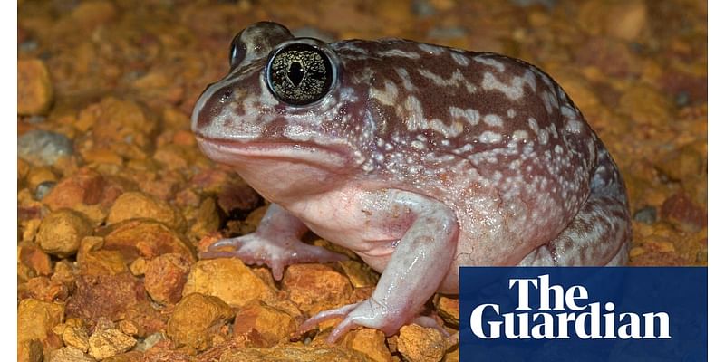 From local pond to outback dunny, Australia’s biggest frog count is here – and researchers need your help