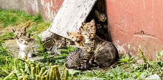 Topeka women fight cat overpopulation with new charity effort