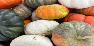 Where To Pick Pumpkins In Lemont This Fall