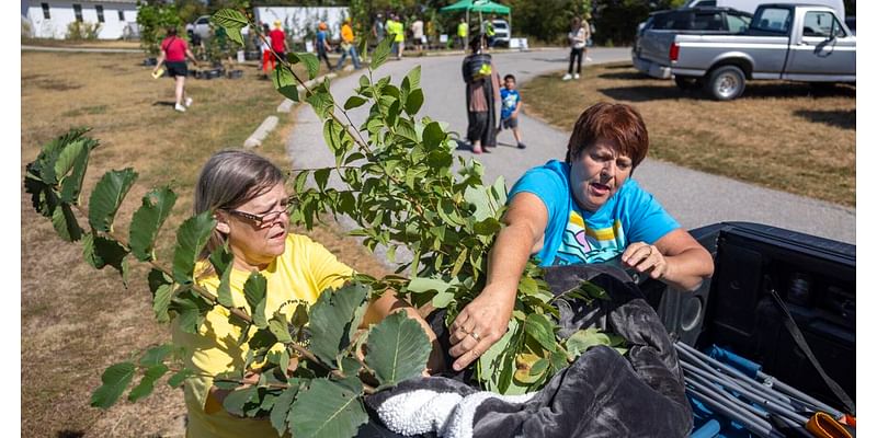 Wild Fall Festival at Lincoln's Pioneers Park offers small solution to tree eradication