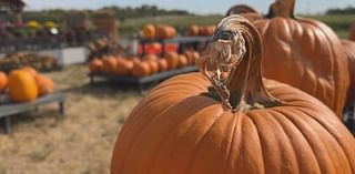 Is the drought drying up Halloween fun?