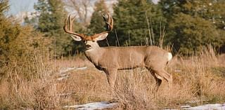 Husband and wife hit same deer just seconds apart