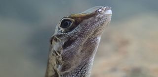 Tiny rainforest lizards leap into water and don’t come up when expected. Scientists now know why