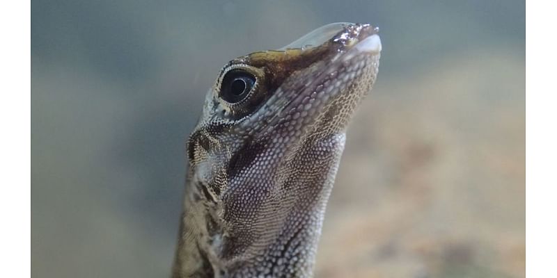 Tiny rainforest lizards leap into water and don’t come up when expected. Scientists now know why