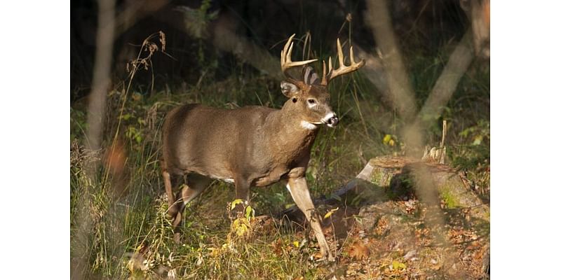 How to protect yourself in a tree stand this hunting season