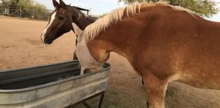 Galloping into action: This new rescue calls for volunteers to care for horses in need