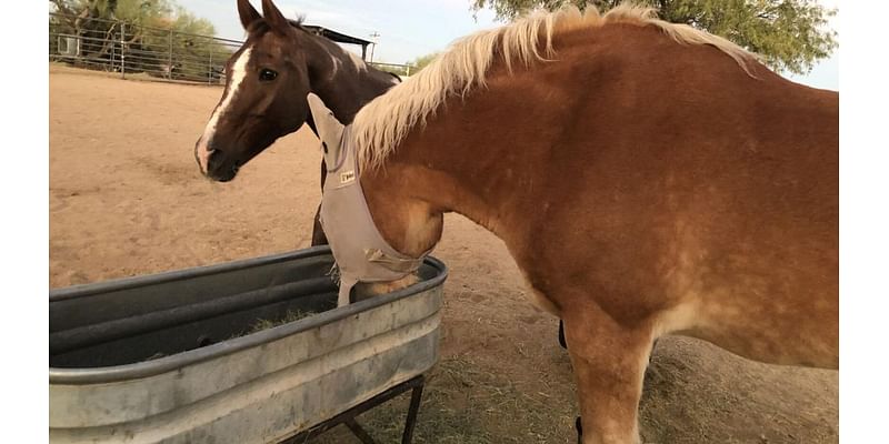 Galloping into action: This new rescue calls for volunteers to care for horses in need