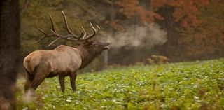 DNR euthanizes trouble-maker elk Up North after locals started feeding it