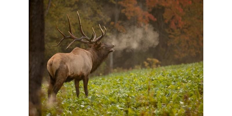 DNR euthanizes trouble-maker elk Up North after locals started feeding it