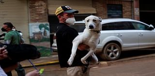 Spanish pet owners warned after flooding fills streets with deadly mud