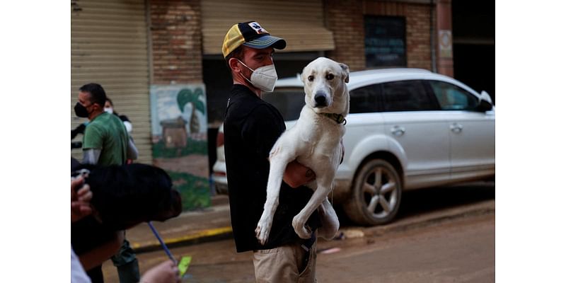 Spanish pet owners warned after flooding fills streets with deadly mud