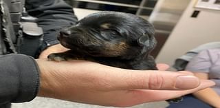 Puppies dumped overnight in freezing temperatures