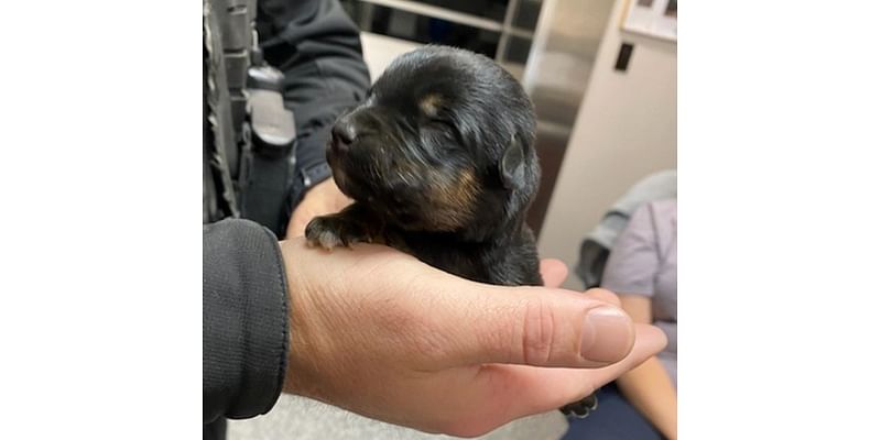 Puppies dumped overnight in freezing temperatures