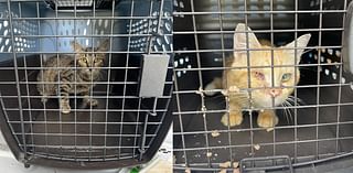 Humane Society of Dickson County rescues injured cats from ‘a hoarding case’